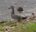 /album/my-local-birding-gallery/gadwall-on-the-calder-at-ossett-jpg/